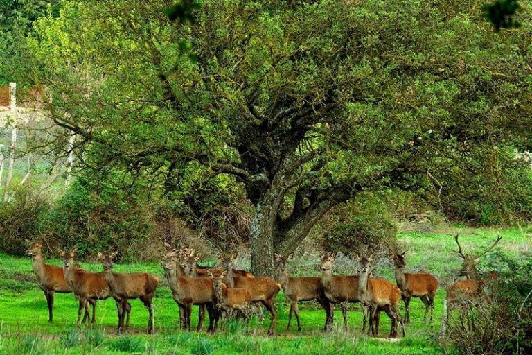 Feija Park in Aïn Draham, forested area of Kroumirie, known for its lush landscapes and biodiversity